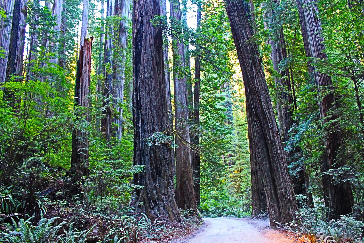 Redwood forest